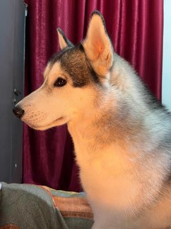 Siberian Husky Dogs For Mating In Ghaziabad