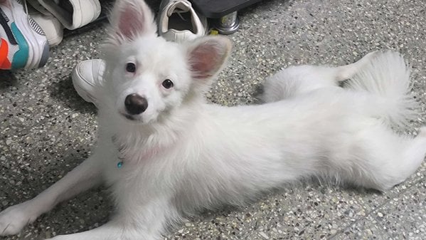 Pomeranian Dogs For Mating In Bangalore