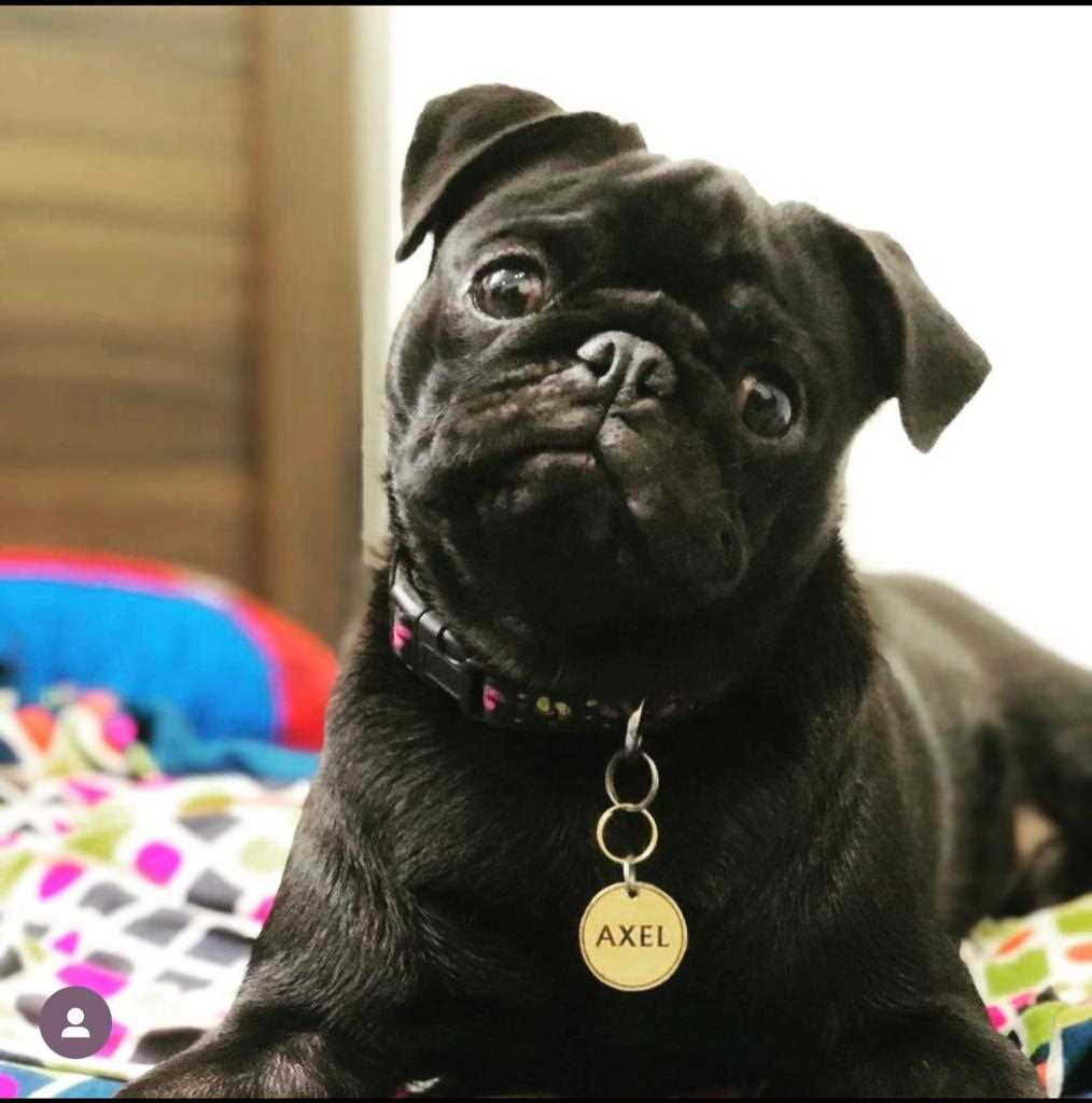 Pug Dogs For Mating In Jalandhar