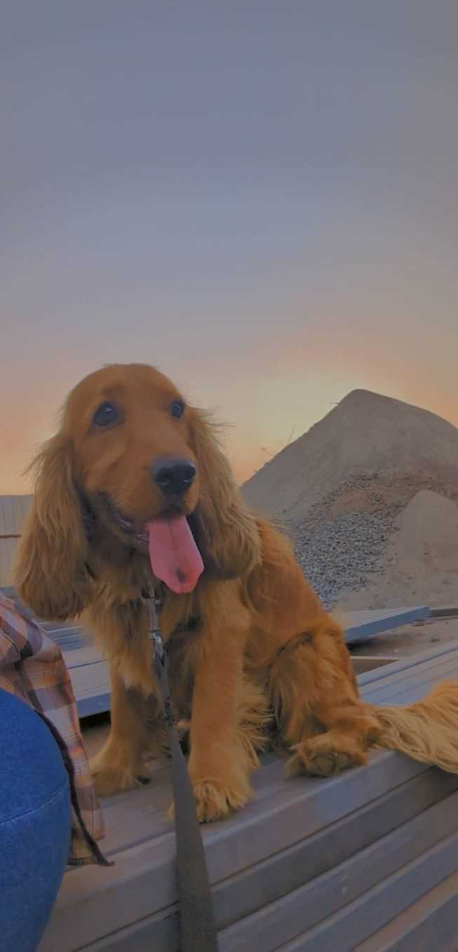 Cocker Spaniel Dogs For Mating In Pune