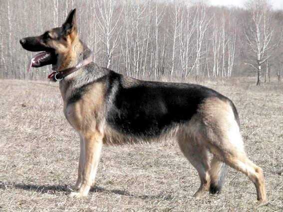 German Shepherd For Adoption In Gorakhpur