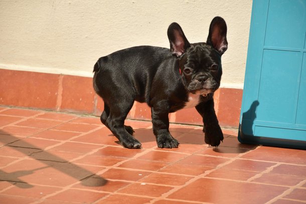 French Bulldog For Sale In Hyderabad