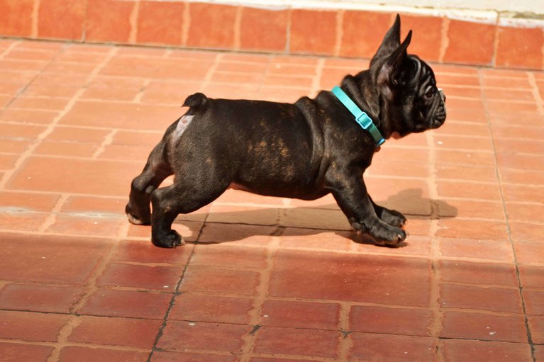 French Bulldog For Sale In Hyderabad