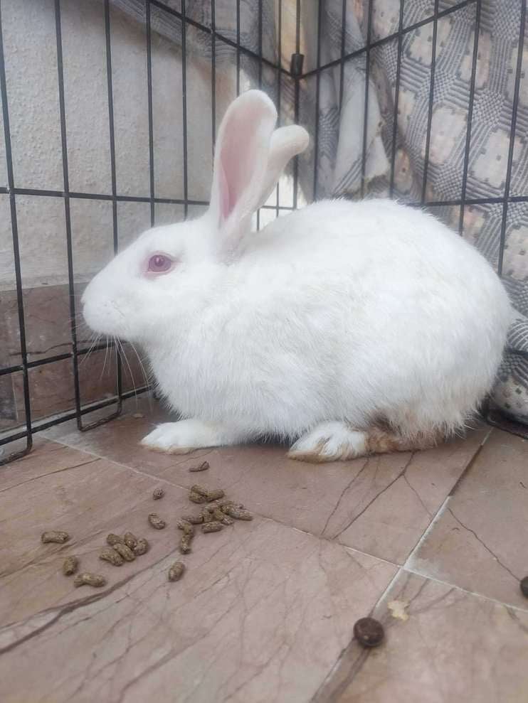 Rabbits For Adoption In Bangalore