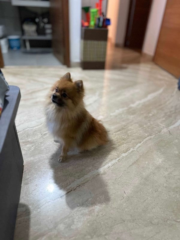 Toy Pom Dogs For Mating In Pune