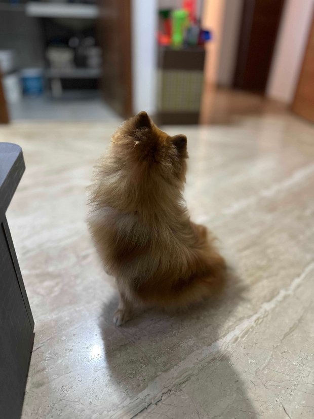 Toy Pom Dogs For Mating In Pune