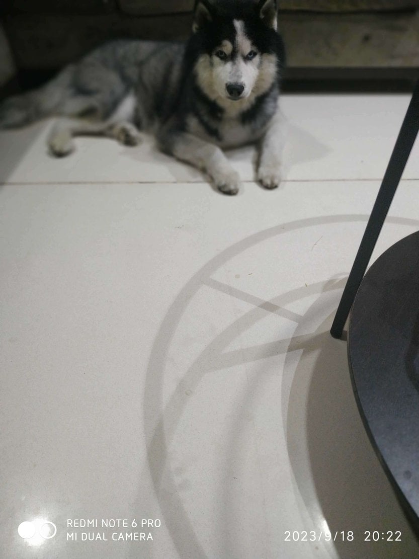 Siberian Husky Dogs For Mating In Hyderabad