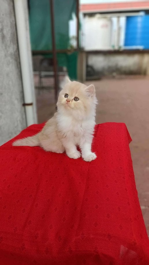 Persian For Sale In Kolhapur