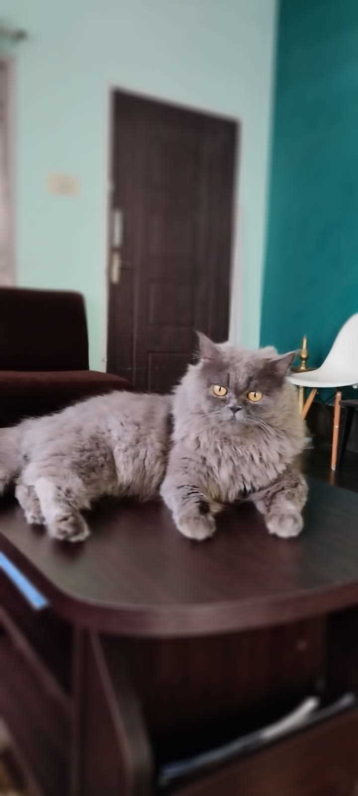 British Longhair Dogs For Mating In Mangalore