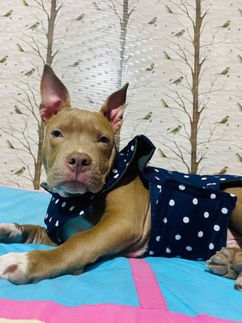 American Bully Dogs For Mating In Haridwar