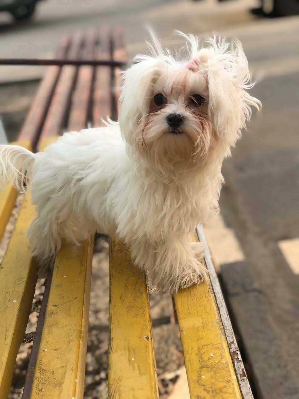 Maltese Dogs For Mating In Namakkal