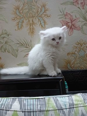 Persian For Sale In Ghaziabad