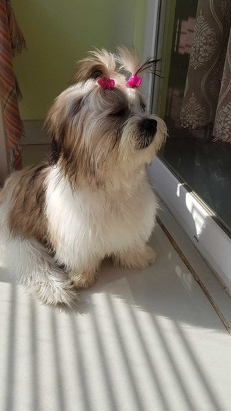 Shih Tzu Dogs For Mating In Guntur