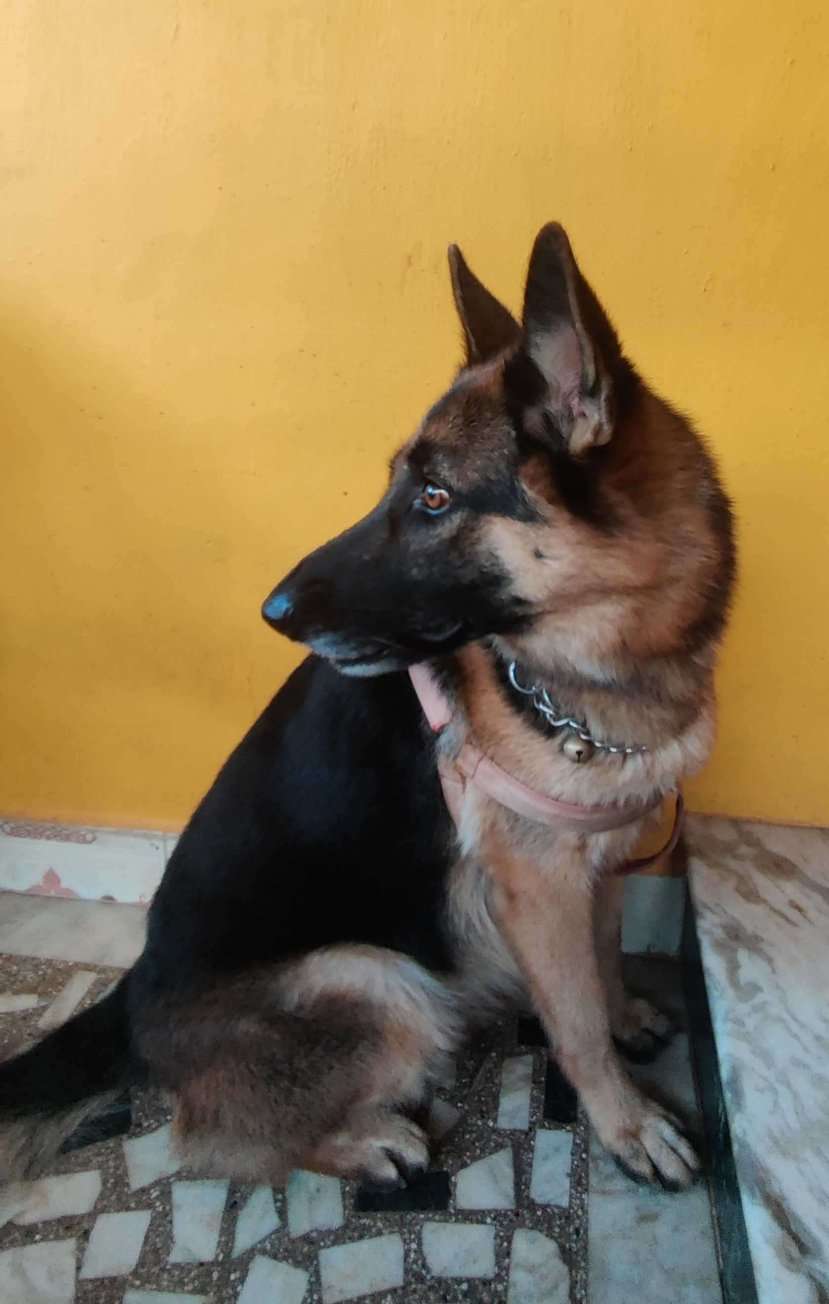 German Shepherd Dogs For Mating In Chennai