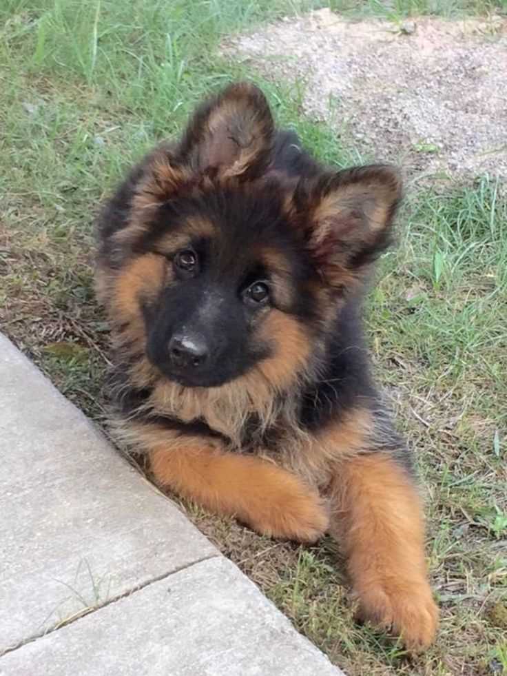 German Shepherd For Sale In Banka