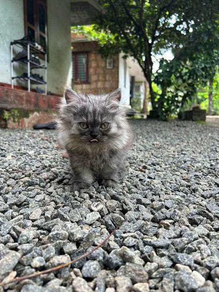 Persian For Sale In Malappuram