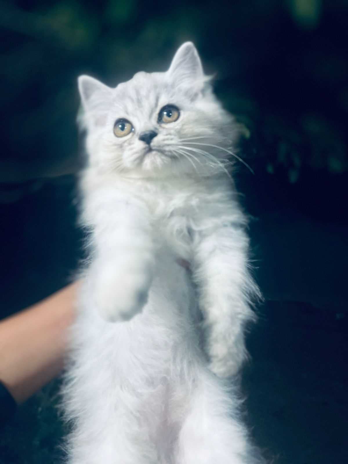 Persian For Sale In Malappuram