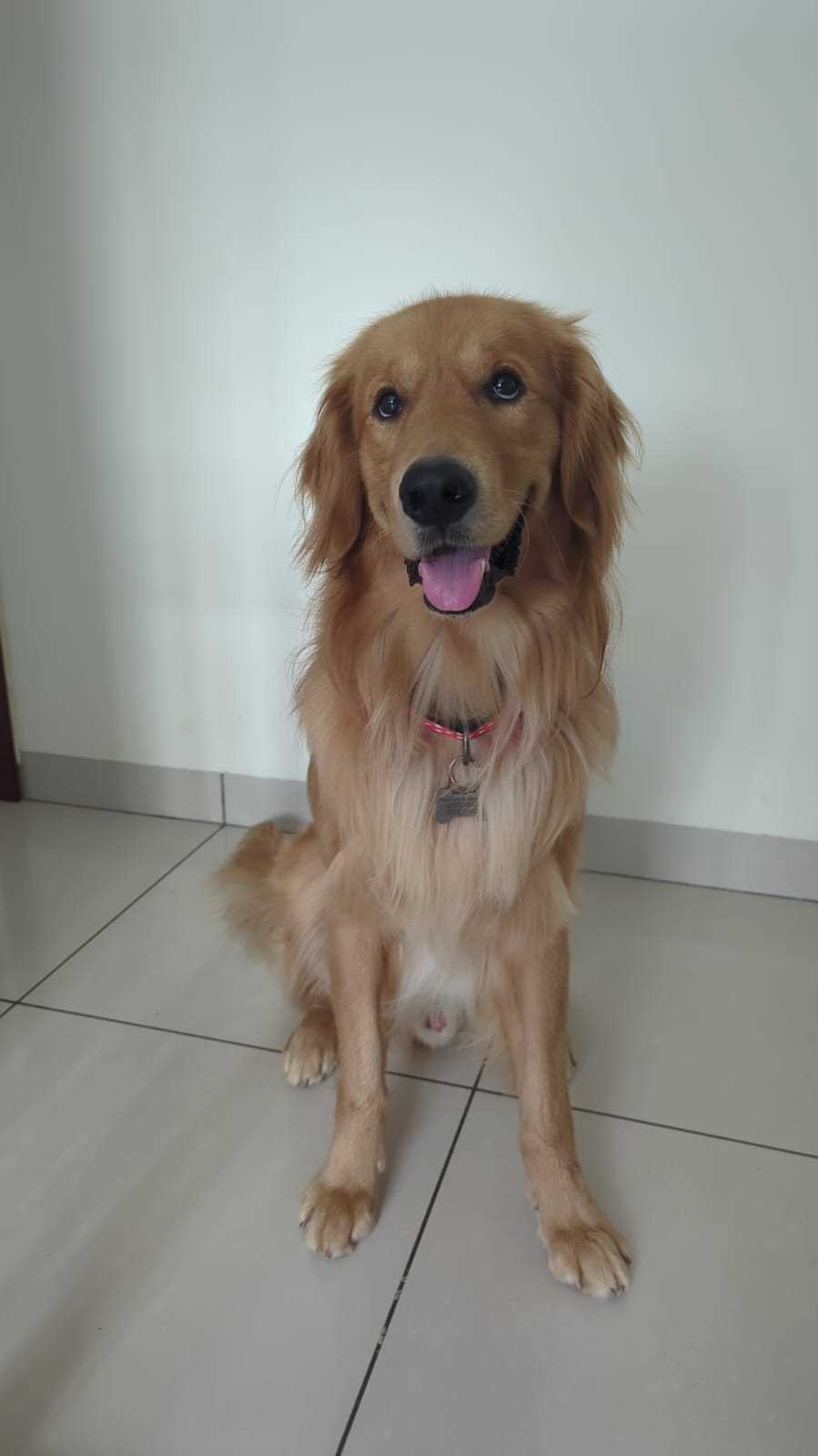 Golden Retriever Dogs For Mating In Bangalore