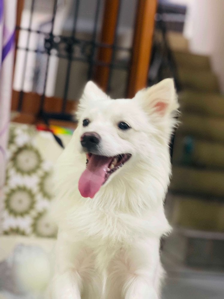 Japanese Spitz Dogs For Mating In Patiala