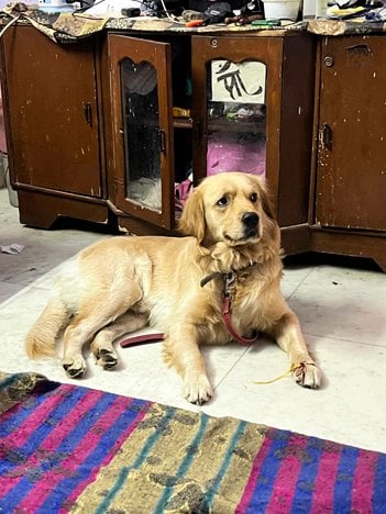 Golden Retriever Dogs For Mating In Delhi
