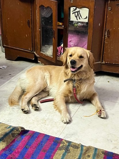 Golden Retriever Dogs For Mating In Delhi