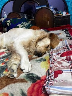 Golden Retriever Dogs For Mating In Delhi