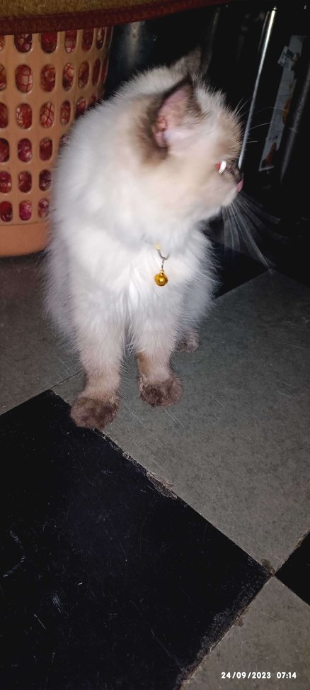 Himalayan For Sale In Hyderabad
