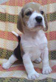 Beagle For Sale In Rudrapur