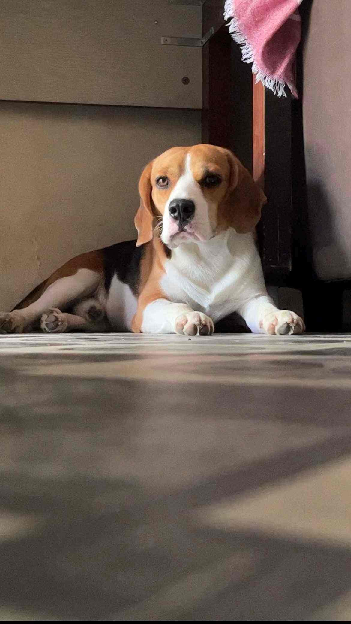 Beagle Dogs For Mating In Chennai