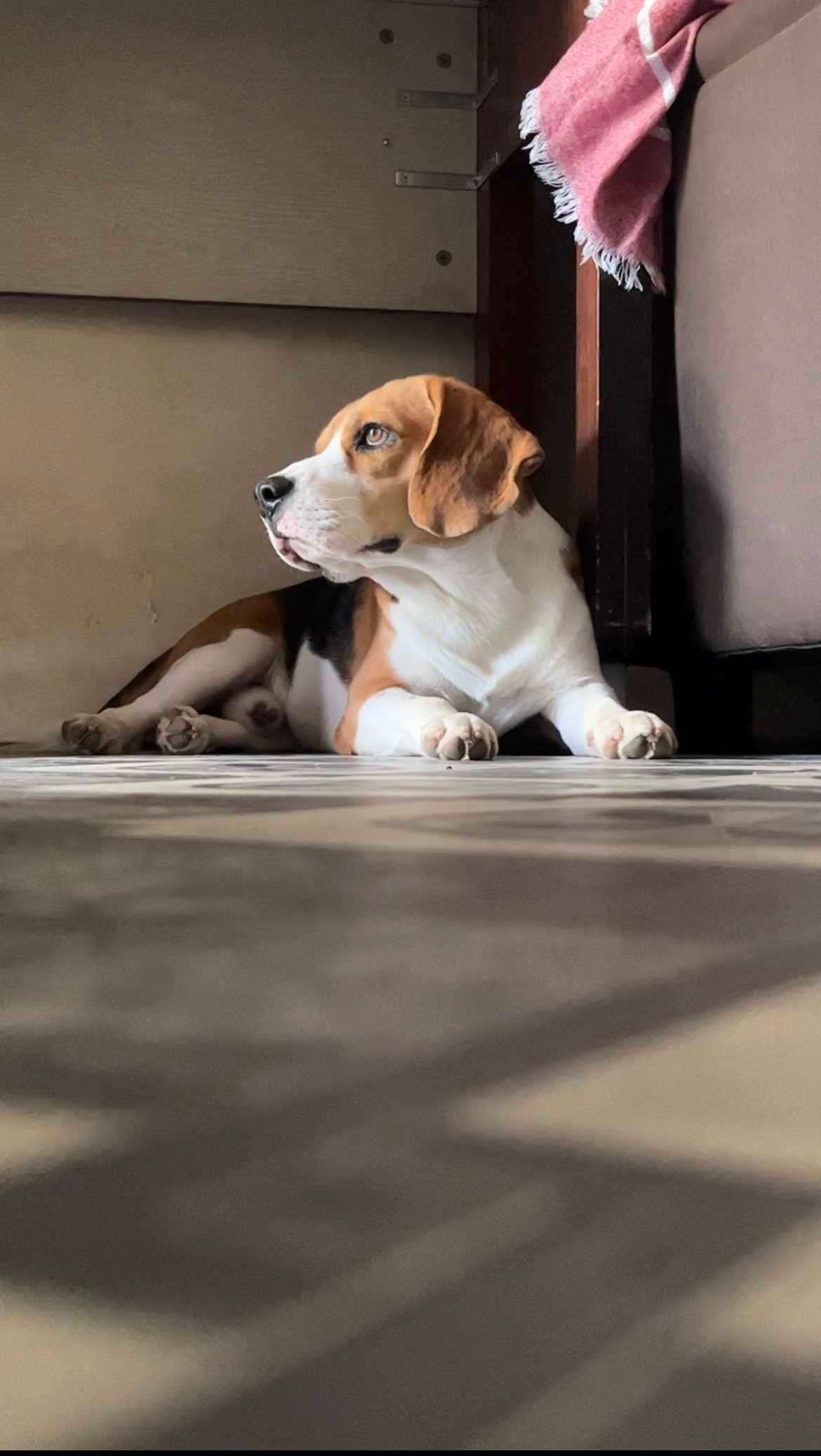 Beagle Dogs For Mating In Chennai