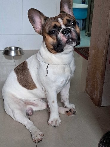 French Bulldog Dogs For Mating In Mumbai