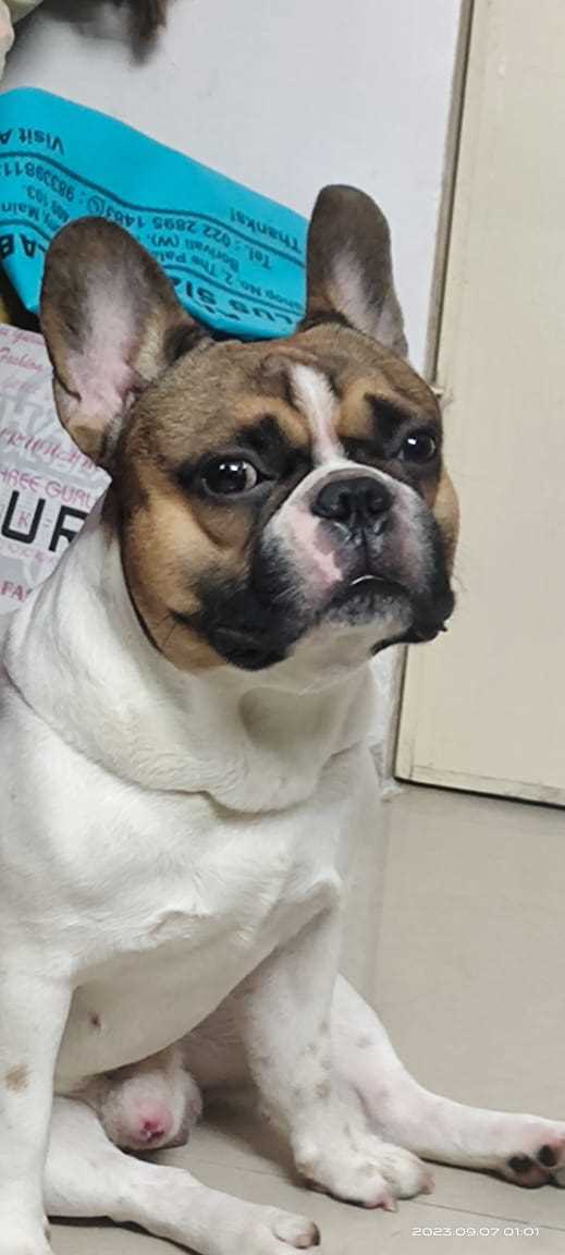 French Bulldog Dogs For Mating In Mumbai
