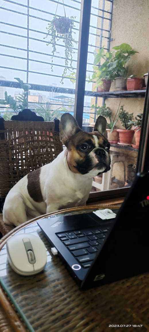French Bulldog Dogs For Mating In Mumbai