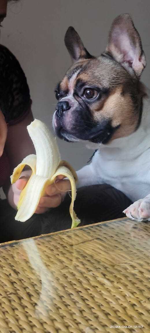French Bulldog Dogs For Mating In Mumbai