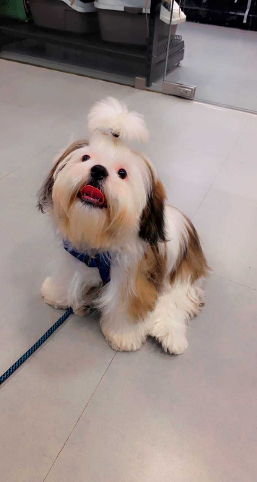 Shih Tzu Dogs For Mating In Bangalore