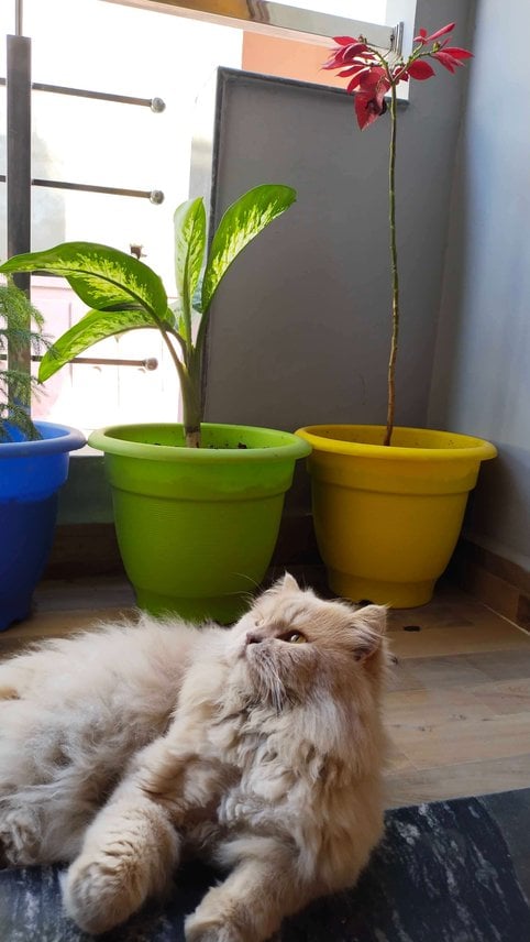 Persian For Adoption In Bhopal