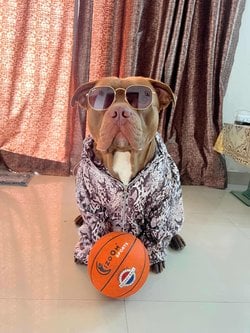 American Bully Dogs For Mating In Delhi