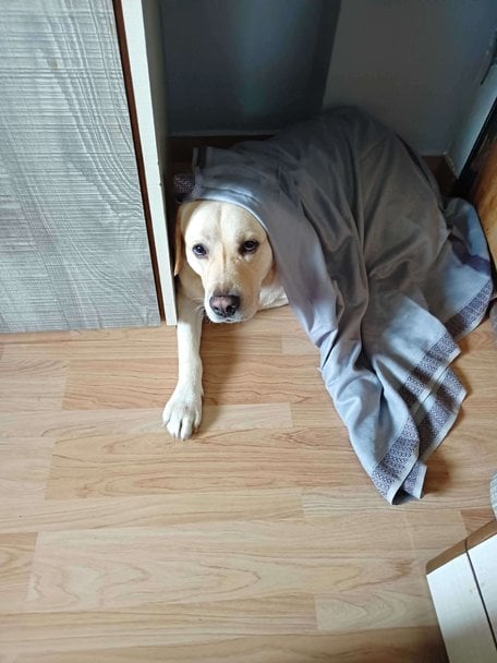 Labrador Retriever Dogs For Mating In Mumbai