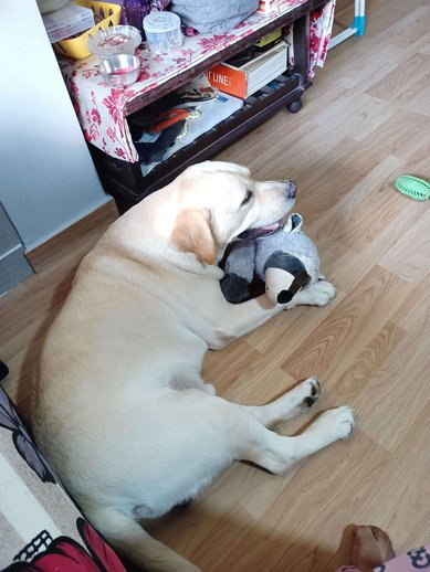 Labrador Retriever Dogs For Mating In Mumbai