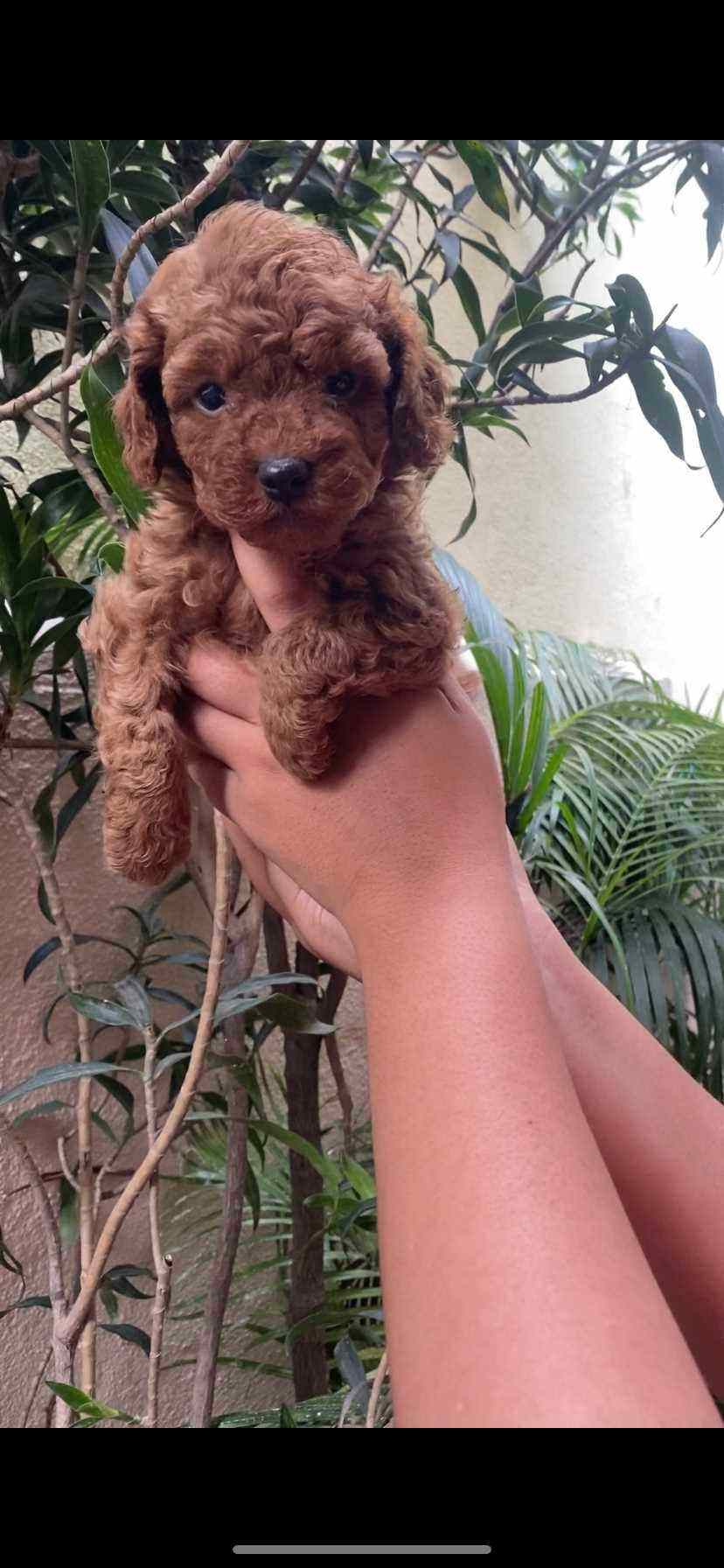 Poodle For Sale In Bangalore