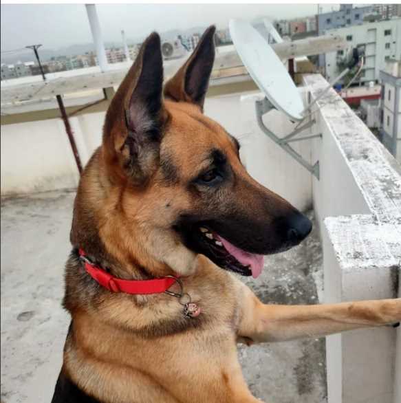 German Shepherd Dogs For Mating In Vijayawada