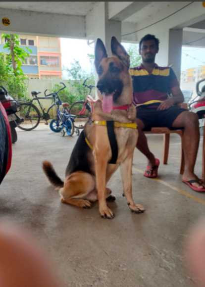 German Shepherd Dogs For Mating In Vijayawada