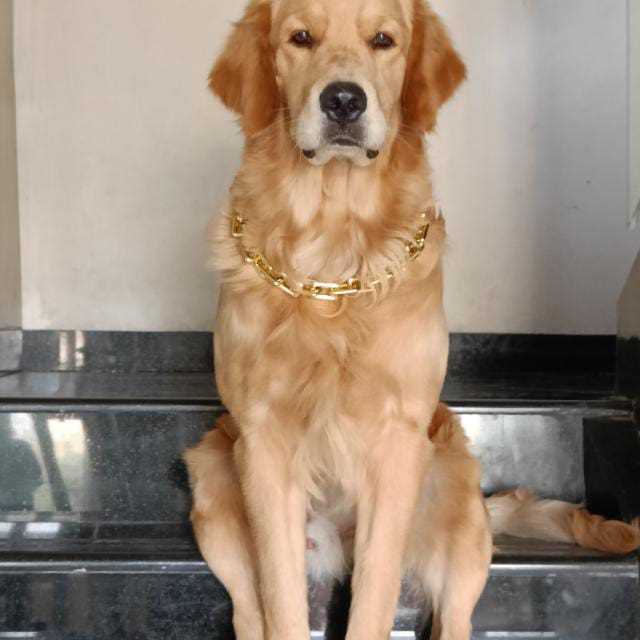 Golden Retriever Dogs For Mating In Pune