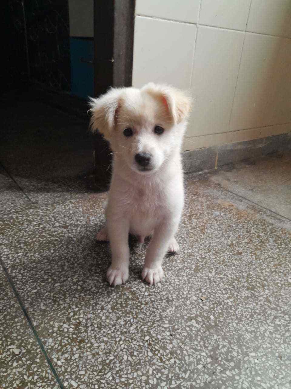 Pomeranian For Sale In Chandigarh