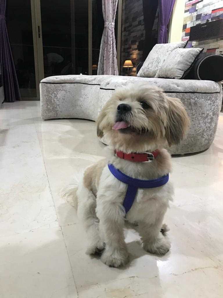 Lhasa Apso Dogs For Mating In Bangalore