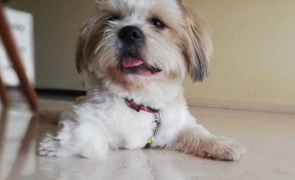 Lhasa Apso Dogs For Mating In Bangalore