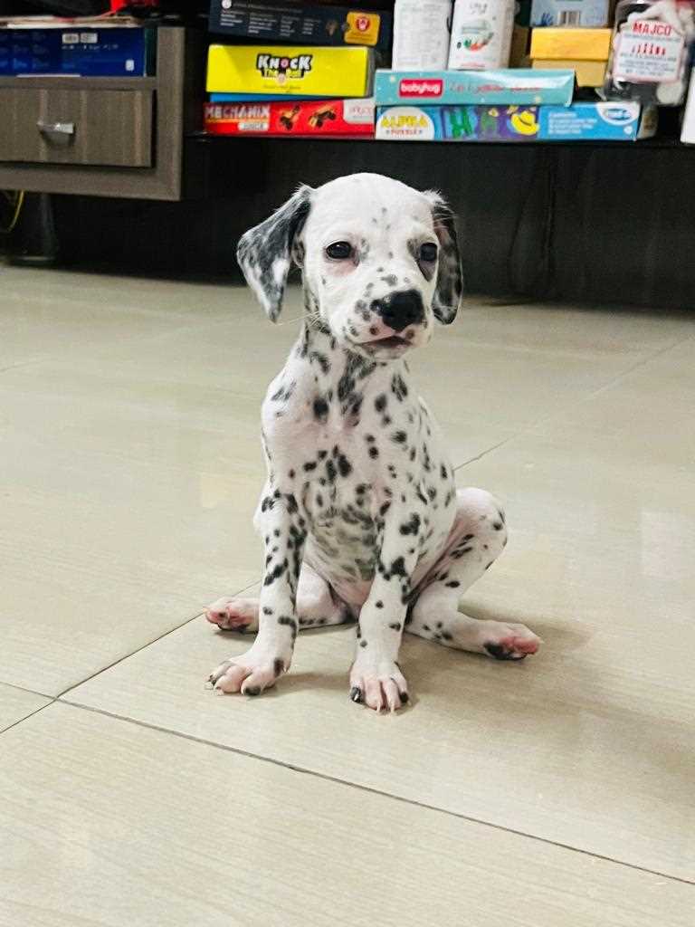 Dalmatian For Sale In Chandrapur