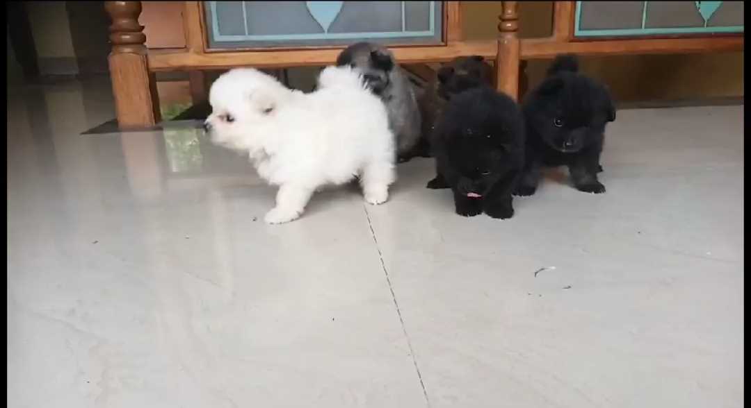 Toy Pomeranian For Sale In Kanyakumari