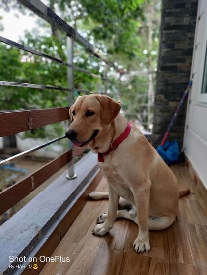 Labrador Retriever Dogs For Mating In Chennai