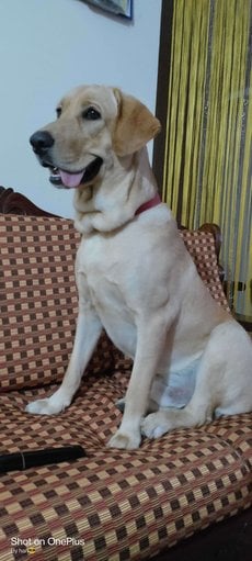 Labrador Retriever Dogs For Mating In Chennai